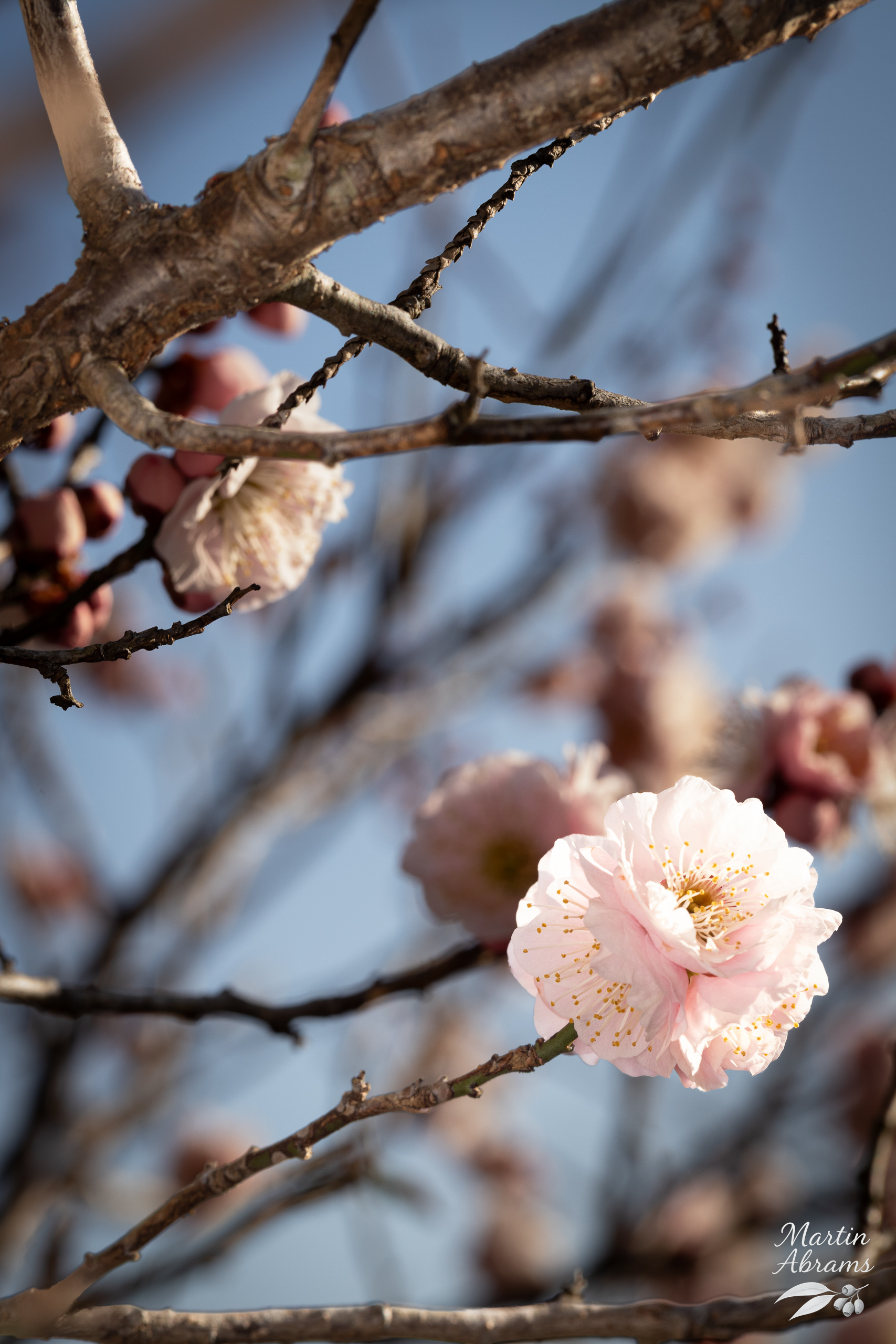One white plum blossom at the bottom